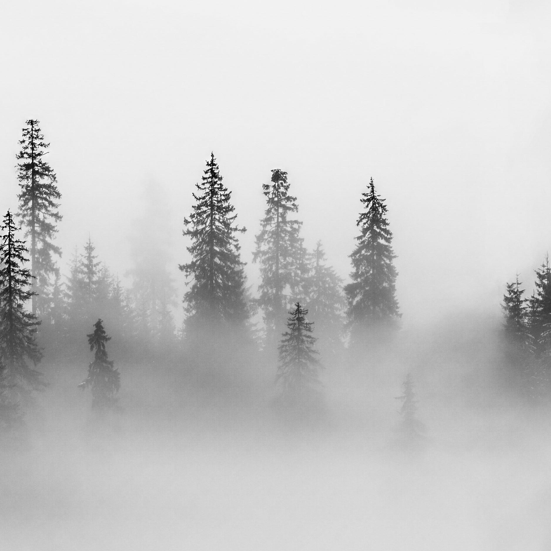 It seems there's been an error because the image provided doesn't match the description for creating an alt text. The image is a monochrome photo of misty pine trees and doesn't show any room or wallpaper. Could you please provide the correct image or more appropriate details for the alt text?