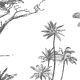 Acacia Wallpaper