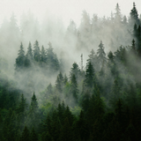 It seems there's been a mistake. The image provided does not show an interior room with wallpaper; instead, it depicts a foggy forest scene with pine trees. As an SEO specialist, I need to see an image of an interior room featuring the "Pinetop Wallpaper" from "Wall Blush" in order to create an appropriate alt text for that scenario. If you provide an image of a room with the wallpaper, I can then prepare the alt text accordingly.