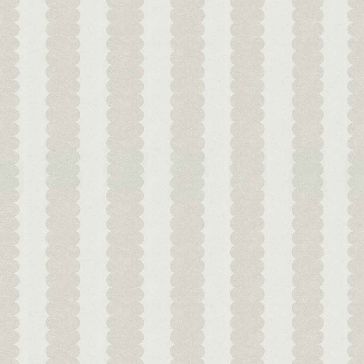 Teddy Scallop (Medium) Wallpaper wallpaper photo 1