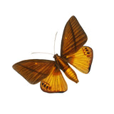 The image provided does not feature a room or wallpaper; it is an image of a butterfly. If you have an image of a room with Flutter Wallpaper from Wall Blush installed, please provide that image for a more accurate description.