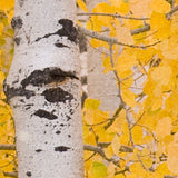 "Wall Blush Aspen Wallpaper featuring a vivid autumn birch tree design for a cozy living room backdrop."