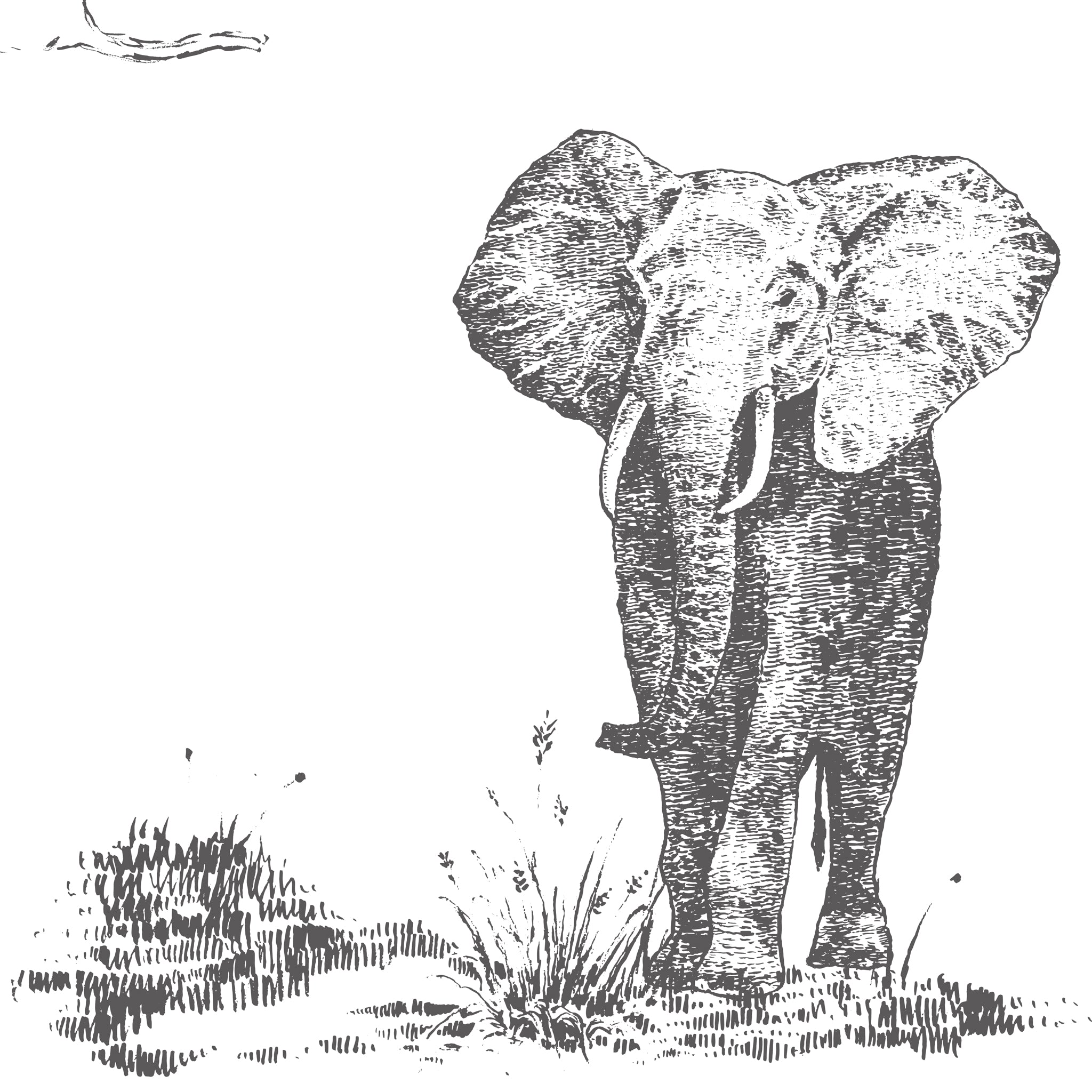 Safari Draft - WALL BLUSH