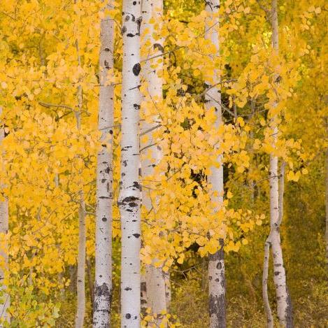 Wall Blush SG02 Aspen Wallpaper featuring autumnal birch trees in a serene living room setting.
